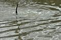 04 01 17_5243_edited-1